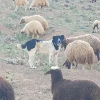 واگذاری سگ گله