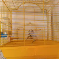 تعداد 9عدد مرغ عشق بفروش می رسد|پرنده|میانه, |دیوار