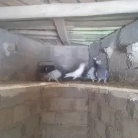 کفتر آلمانی