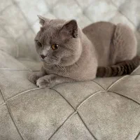 جفتگیری گربه اسکاتیش آنفولد نر|گربه|نیشابور, شریعتی|دیوار