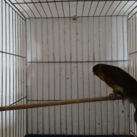 قناری ماده بلند|پرنده|همدان, |دیوار