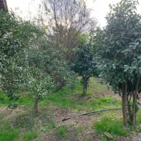 زمین هکتاری با کاربری مسکونی و ویلا