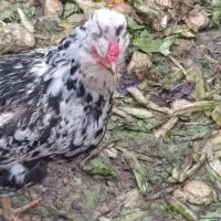 چهار عدد مرغ گلین فول ویک عددخروس مشکی فول