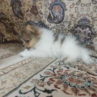 سگ پامر خرسی پاندایی|سگ|اصفهان, شهرک ولیعصر|دیوار