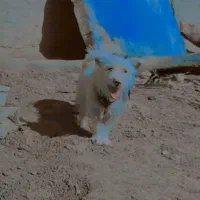 سگ پشمالو نر