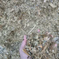 ذرت سیلو شده