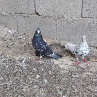 کبوترسروردمسفید