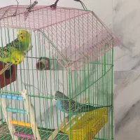 مرغ عشق|پرنده|جم, |دیوار