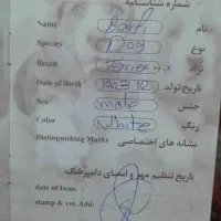 واگذاری تریر رایگان|سگ|تهران, بلوار کشاورز|دیوار