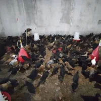 فروش جوجه دوماهه