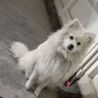 واگذاری سگ پامرین سفید عین برف