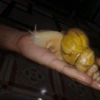 قیمت توافقی|خزنده|شیراز, کفترک|دیوار