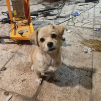 واگزاری نژاد شیواوا