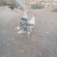 بوقلمون چاق