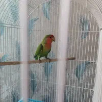 طوطی برزیلی ماده