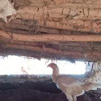 مرغ لاری اصل