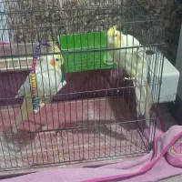 عروس هلندی
