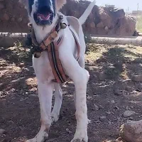 واگزاری توله 9 ماه|سگ|مشهد, الهیه|دیوار