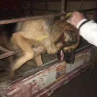 سگ ژرمن ماده