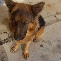 سگ ژرمن|سگ|اراک, |دیوار