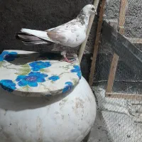 کفتر سار ،زاغ کرمونی ،دم سرخ ،سبز آلمانی، قورگی|پرنده|مشهد, طبرسی شمالی|دیوار