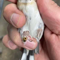 سره چونه سفید ماده پشتو پناهدار