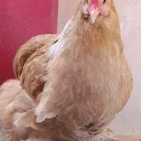 مرغ برهما بوف