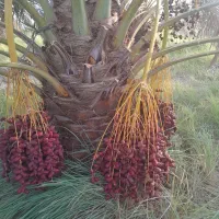 فروش یا اجاره آب و زمین کشاورزی|فروش دفتر صنعتی، کشاورزی، تجاری|ریگان, |دیوار