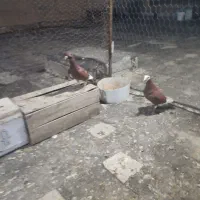 دو عدد کفتر قره سرخ جوکر زرنگ پرسی