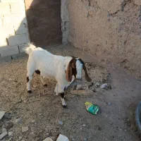 باسلام دوبز ویک نربز|حیوانات مزرعه|نیمبلوک, |دیوار