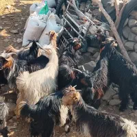 32راستیشتر روزگاریمعاملهبانیسانومیش|حیوانات مزرعه|ایذه, |دیوار