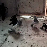 کفتر هفترنگ نر