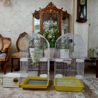 قفس طوطی|لوازم جانبی حیوانات|ری, دولتآباد|دیوار