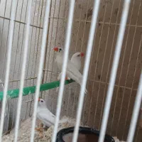 تعدادی فنچ بالغ وجوجه فروشی|پرنده|فردوس (خراسان), |دیوار