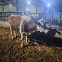 گاو ابستن|حیوانات مزرعه|اقبالیه, |دیوار