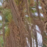 دهقان نخل هستم