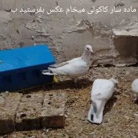 کفتر یا کبوتر