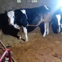 تلیسه ابستن|حیوانات مزرعه|قیدار, |دیوار