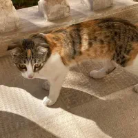 گربه اسکاتیش