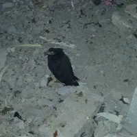 مرغ جوجه خروس