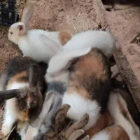 خرگوش زیباورنگارنگ|موش و خرگوش|بندر انزلی, پیل علی باغ|دیوار