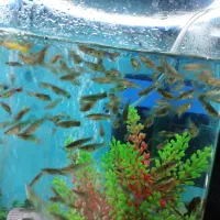 ماهی گوپی کوپی دونه ای 10 تومن|ماهی|اصفهان, دوطفلان|دیوار