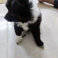 سگ توله پامر اشپیتز نر ۲ماهه فقط ۳۸۰۰