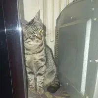 گربه گمشده هرکی پیدا کرد دوملیون مژدگانی|حیوانات|بجنورد, |دیوار