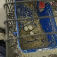 مرغ عشق|پرنده|گلبهار, شهر جدید گلبهار|دیوار