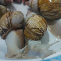 حلزون کلاژن ساز|خزنده|کرج, گلشهر|دیوار