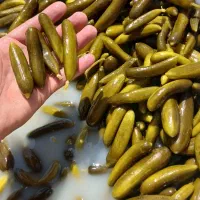 خیارشور ویژه اعلا