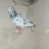 سارسیاه‌ماده‌ و‌دوتا جوونه‌نر