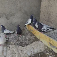 کبوتر سینه سیاه|پرنده|صائین قلعه, |دیوار