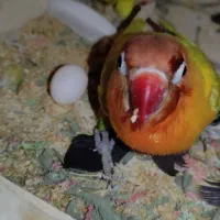 معاوضه با عروس